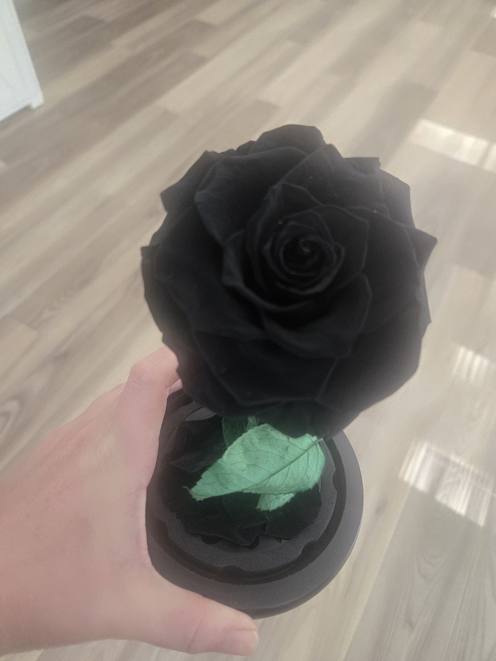 Black Preserved Rose in Decorative Dome - Home Accents